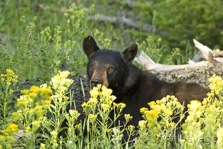 Black bear