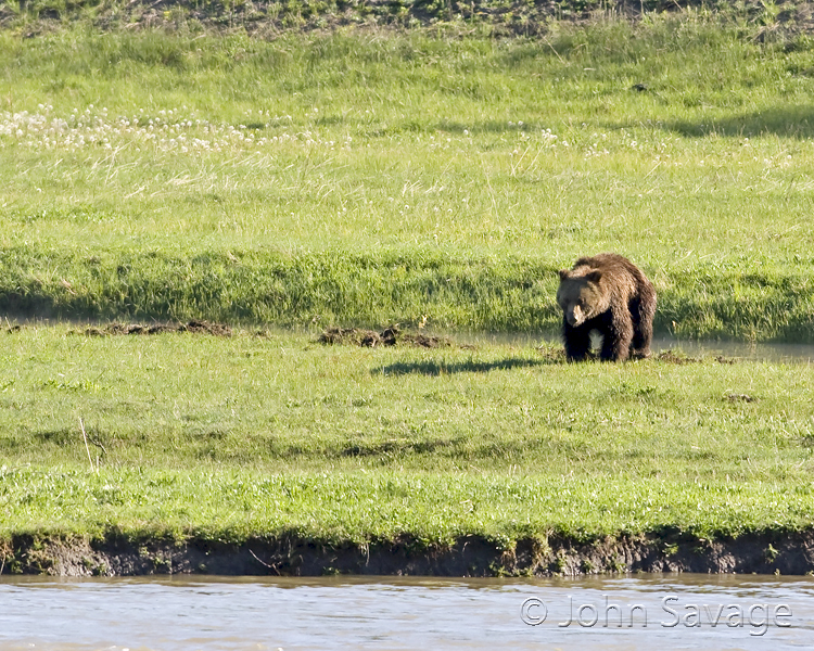 Grizzly bear