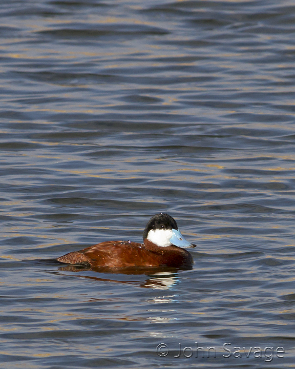 Ruddy Duck