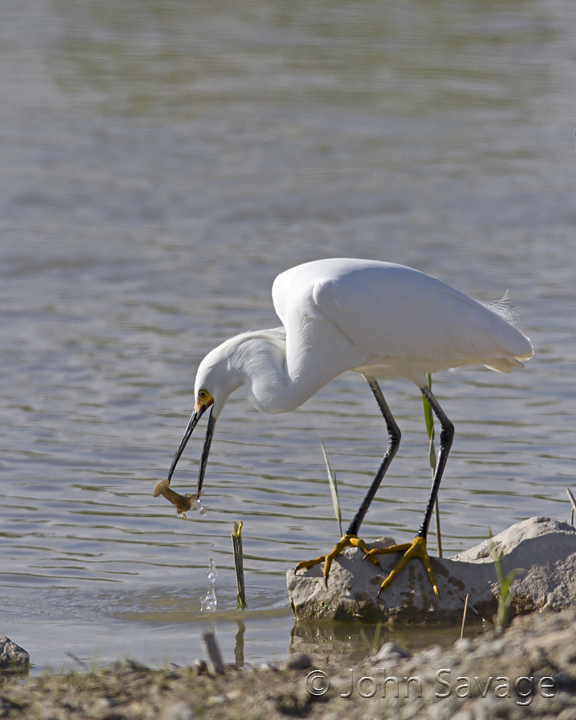 Snowy Egret