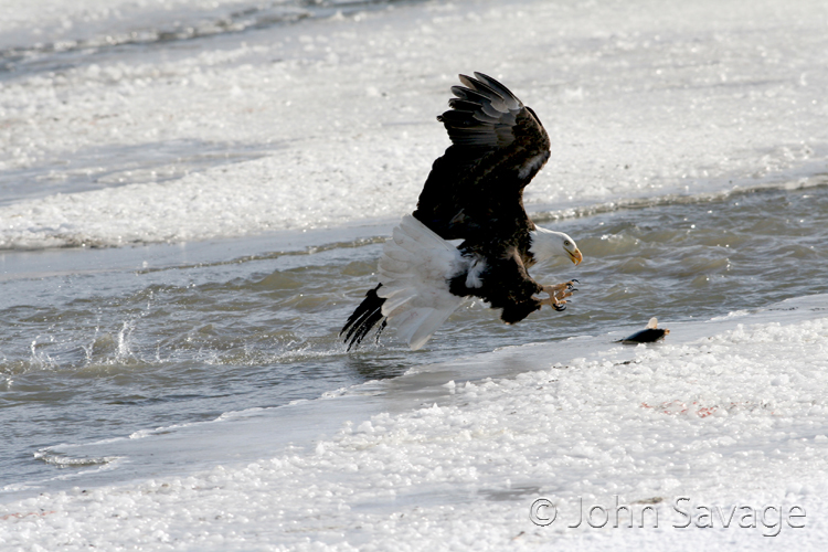 bald eagle farmington utah