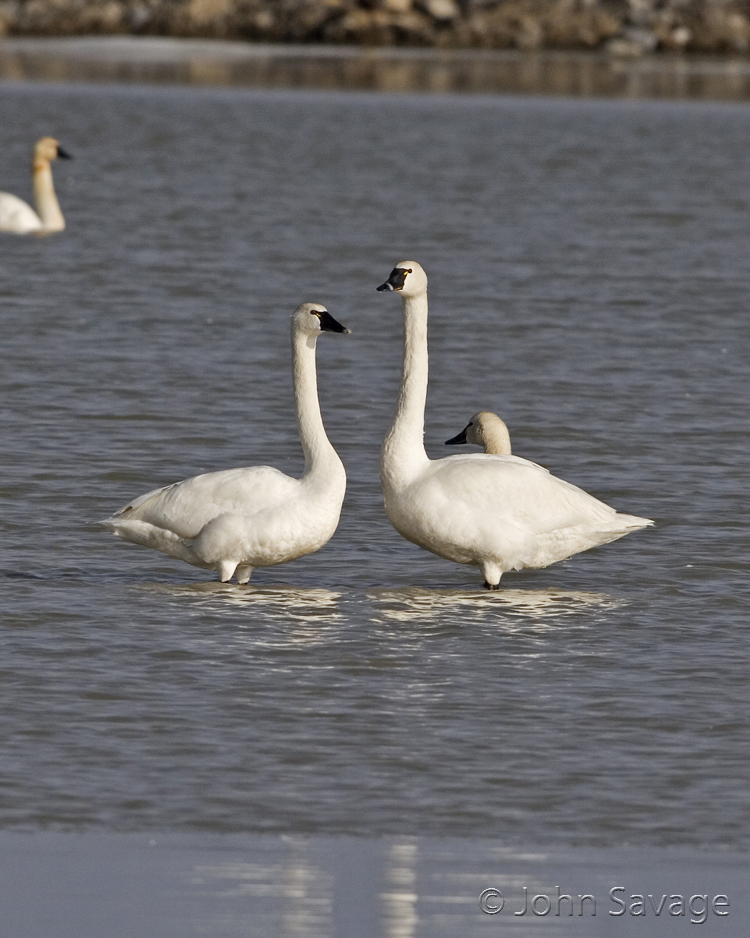 Tundra swans   bear river 3-8-08 070  