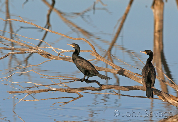 Neotropic Cormorant new mexico disc 5 005