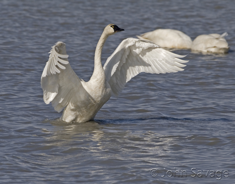 tundra swan bear river bird refuge 