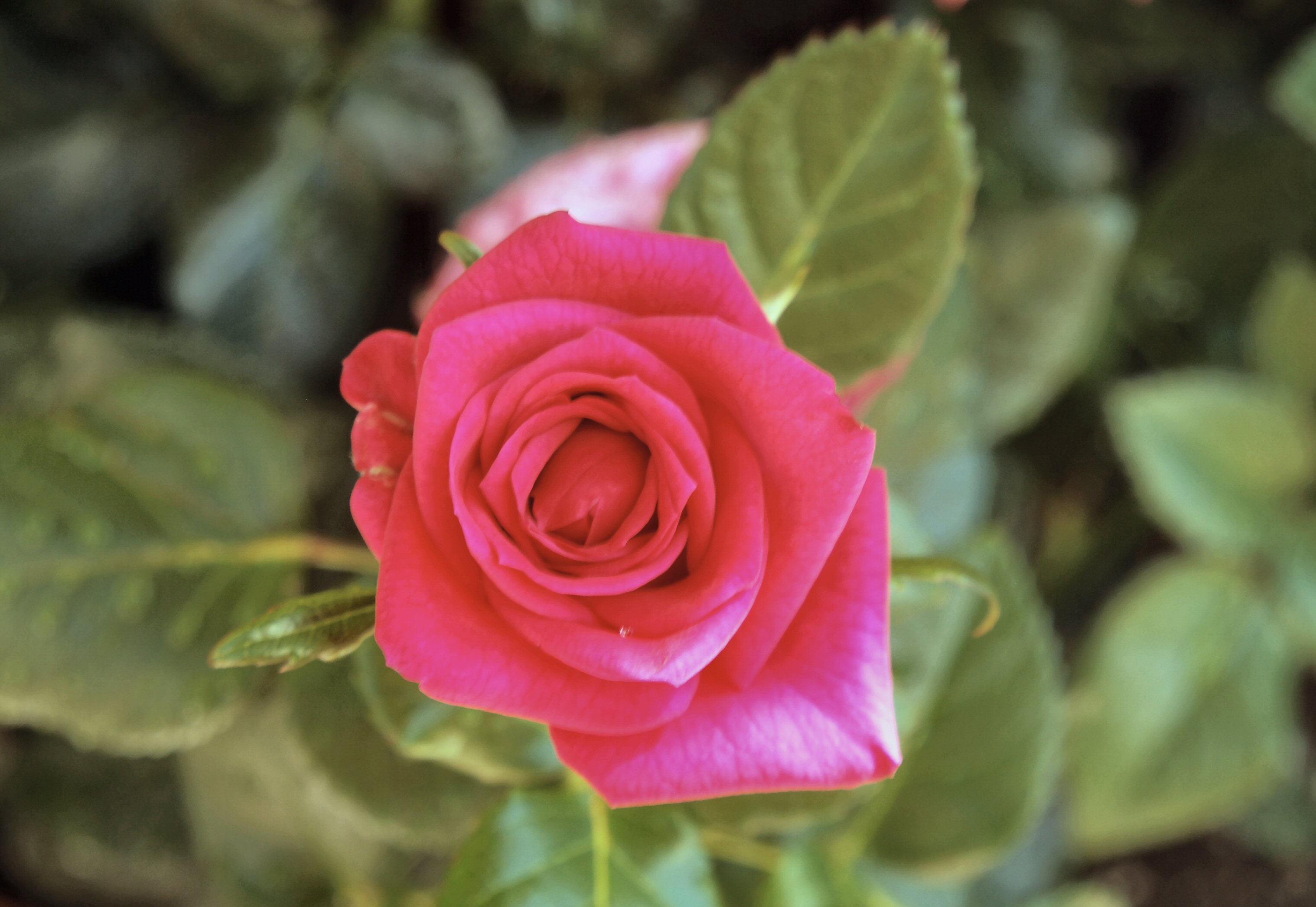 Macro Photos