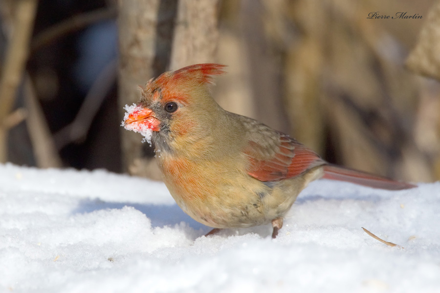 cardinal rouge - northern cardinal 