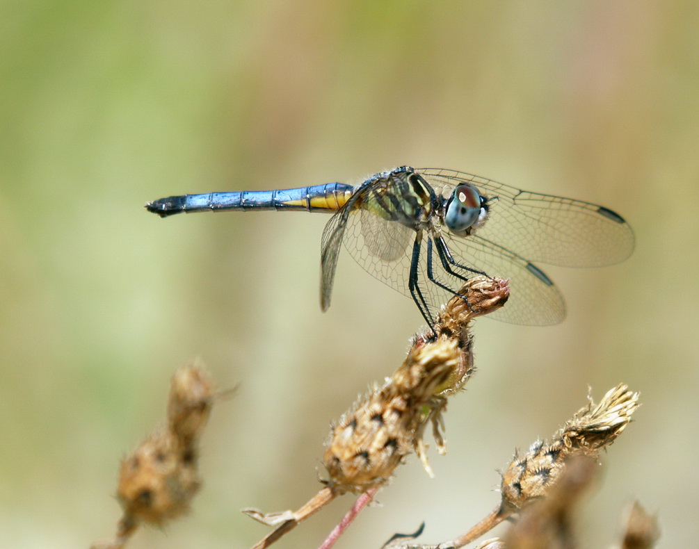 0dragonfly.jpg