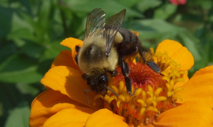 test_bee.jpg