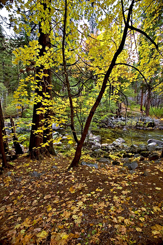 over-the-fallen-leaves...