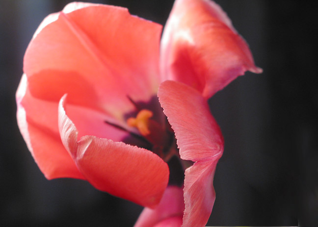 pink.jpg