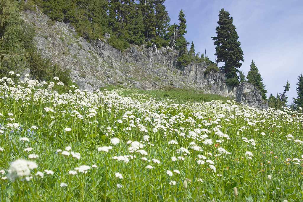 Wildflowers and Rocks.