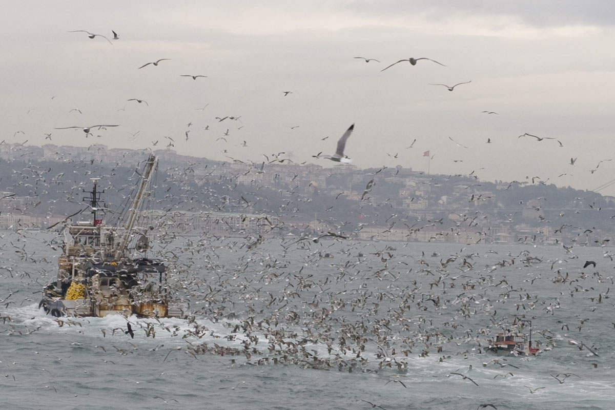 Istanbul december 2009 7136.jpg