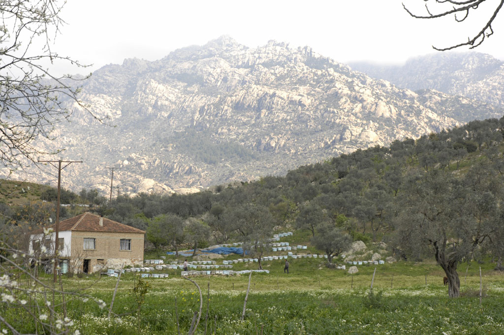 Herakleia 5047.jpg