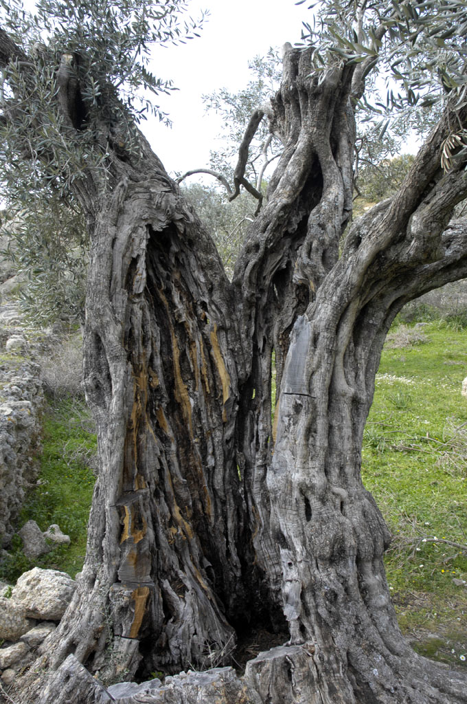 Herakleia 5111.jpg