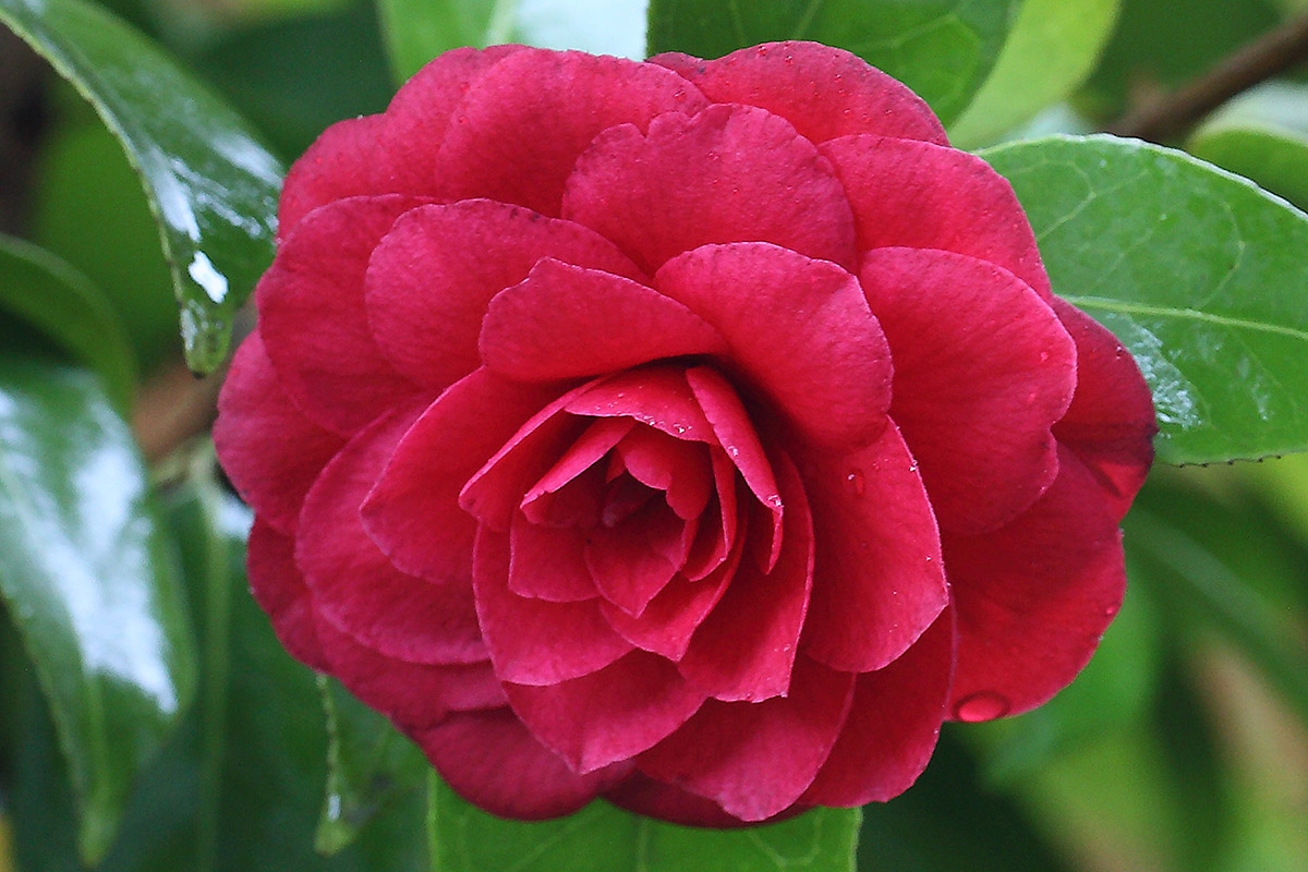 Camelia