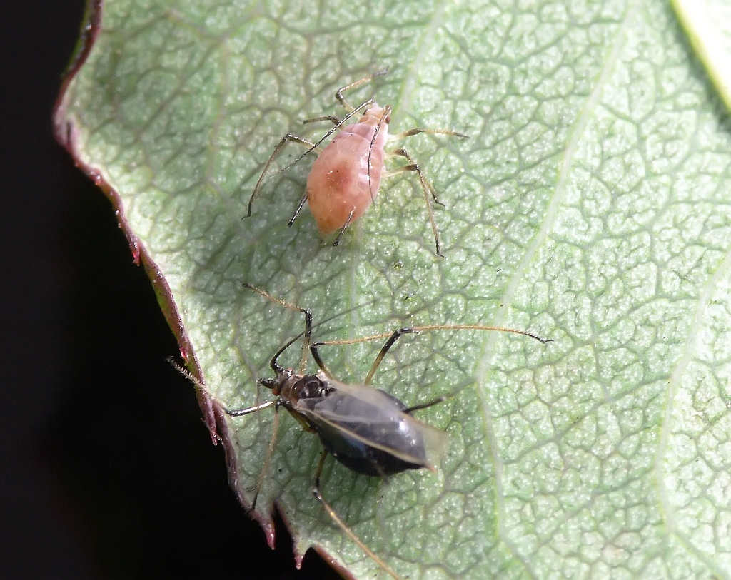 Aphids(?)
