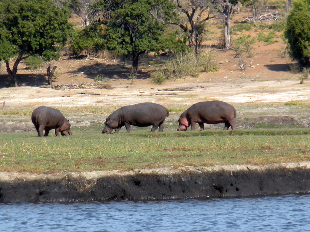 Along the Chobe River