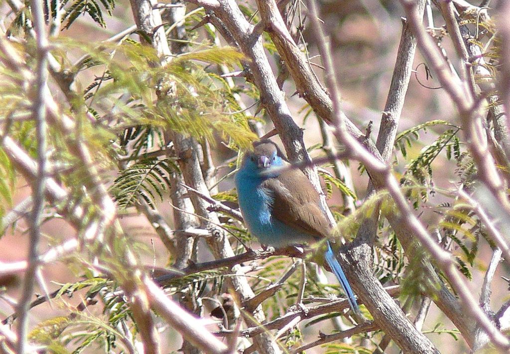 Blue Waxbill