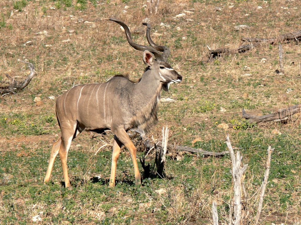 Kudu
