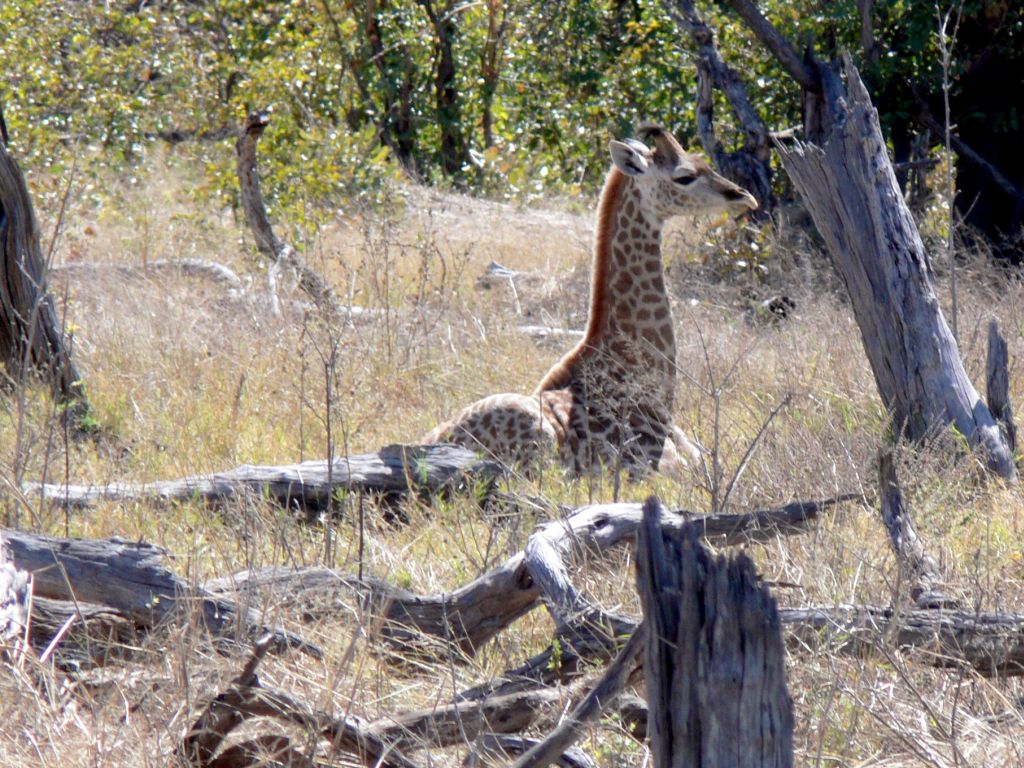 This is the Way Giraffes Sleep.  Very Rare to See This.
