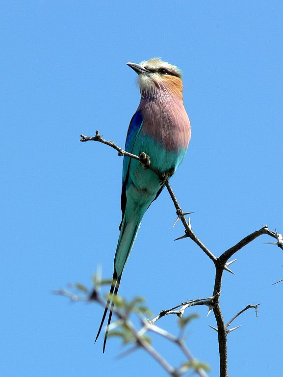 Lilac-breasted Roller