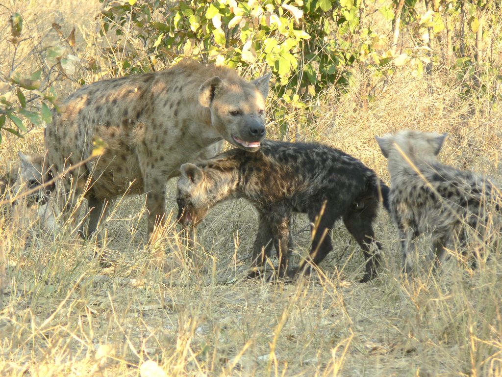 Hyena Clan