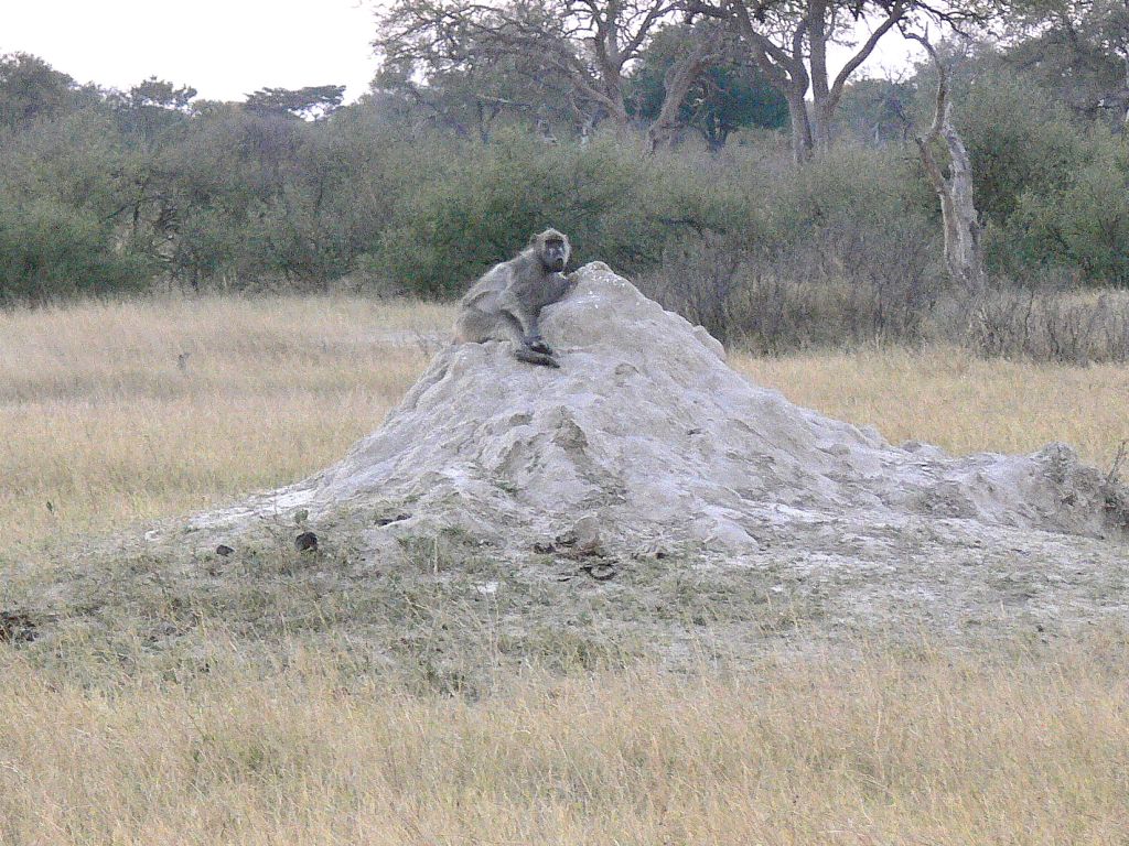 Baboon and Termite Mound