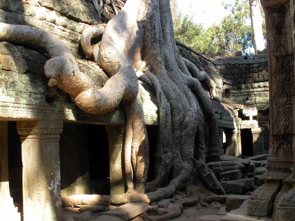  The Ta Prohm Area of Angkor Wat, Left Intact to Show How the Complex Had Looked Prior to Restoration