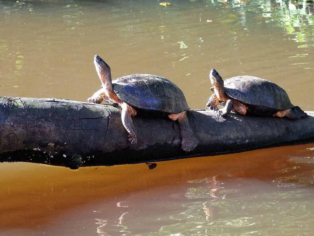  Black River Turtle