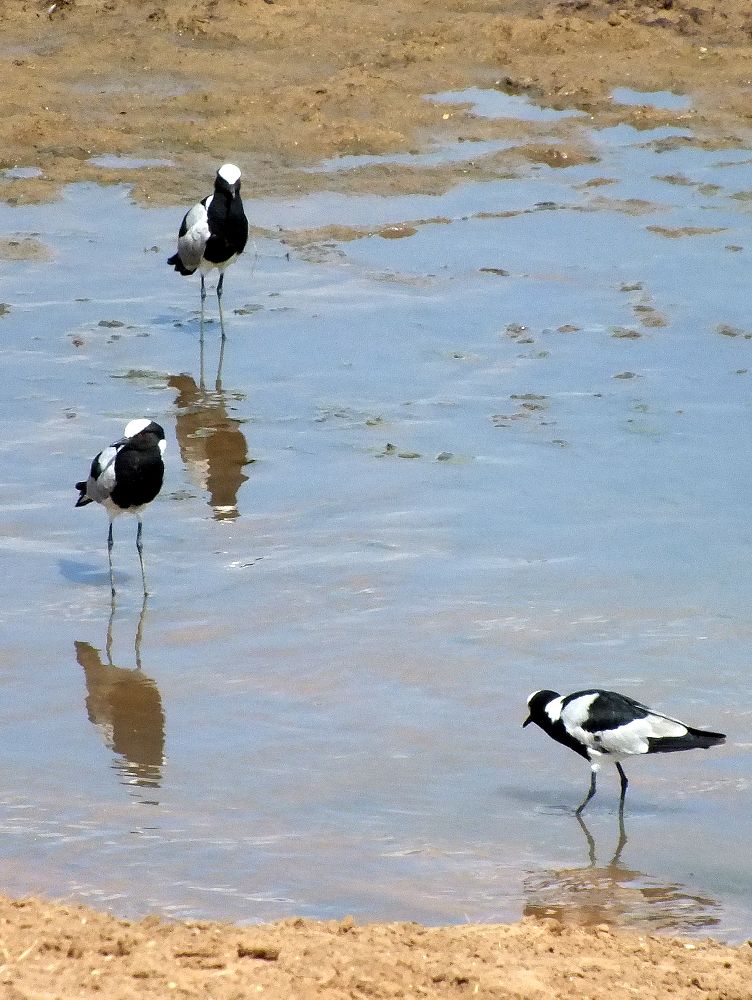 Blacksmith Plover