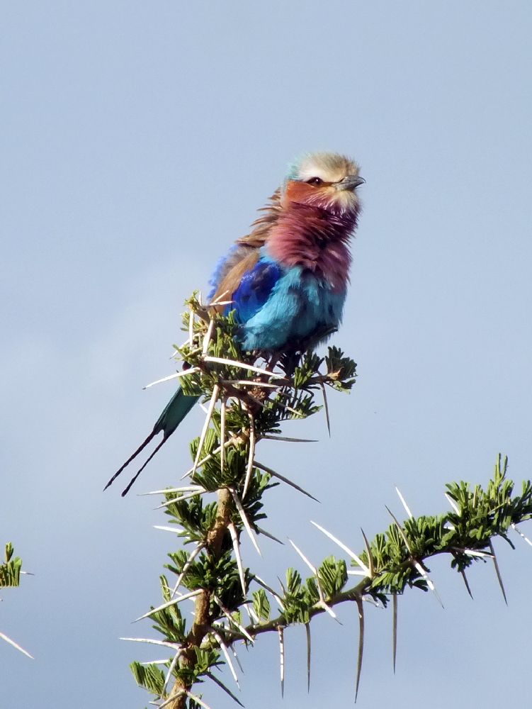 Lilac-breasted Roller