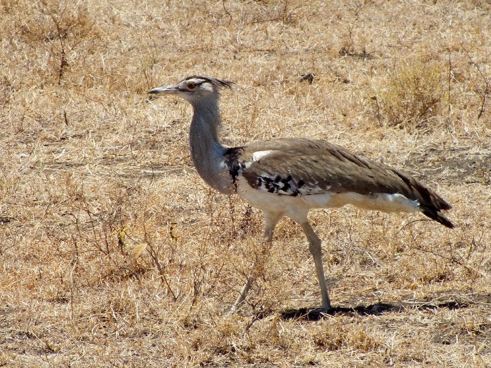 Kori Bustard - the heaviest flying bird weighing up to 40 lbs.
