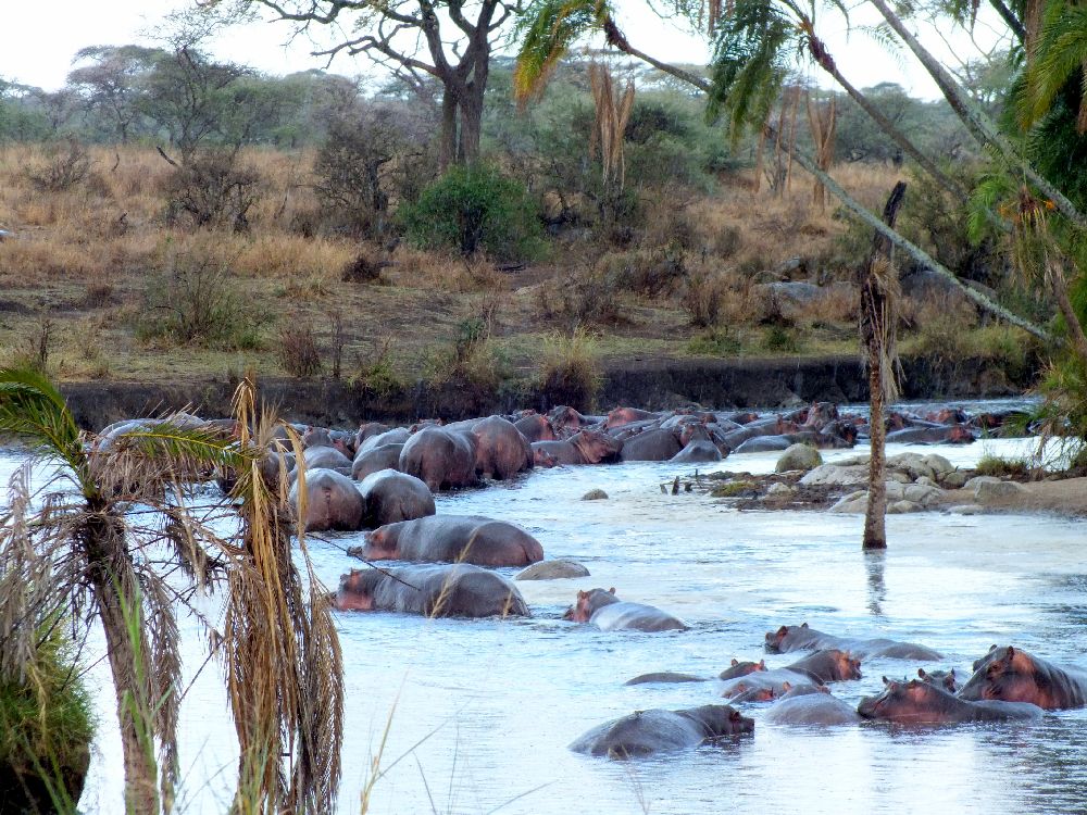 A mass exodus from the water hole
