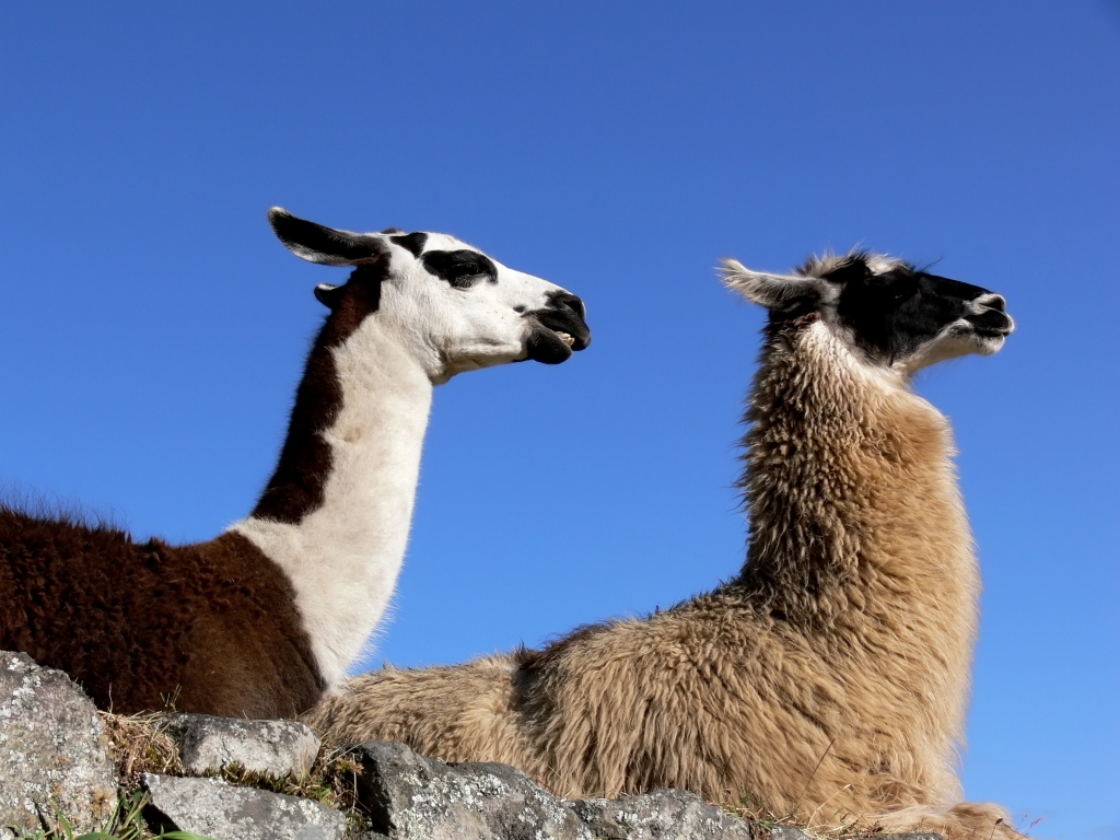 Llamas  Along the Sun Gate Trail at Machu Picchu