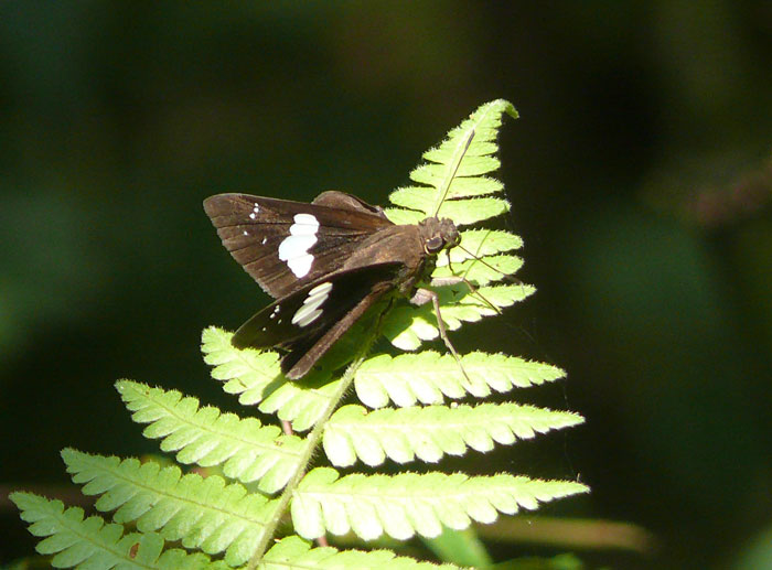 Notocrypta curvifascia.jpg