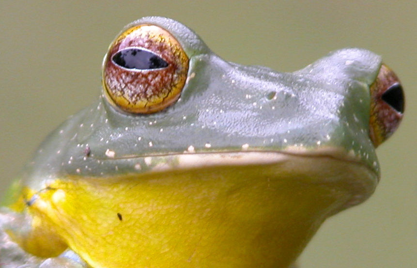 Eyes of green frog.jpg