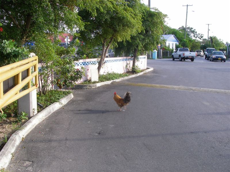 chickens every wheres