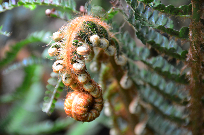 Feb122012_6827 fern forest bolivia.jpg