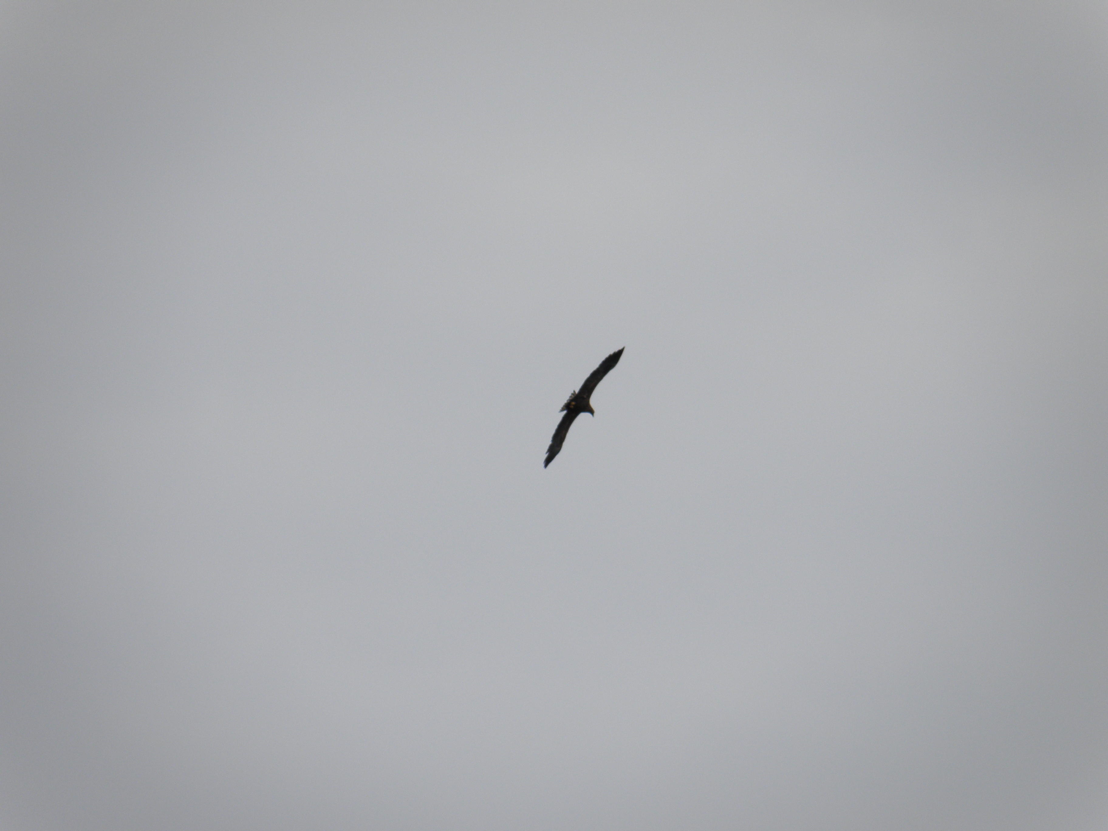 KNM Eagle