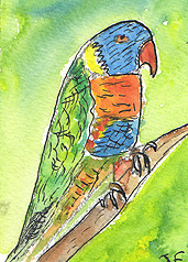 ACEO PARROT Watercolour, pen and ink