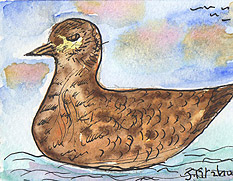 ACEO DUCK Watercolour, pen and ink
