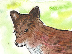 ACEO FOX Watercolour, pen and ink SOLD