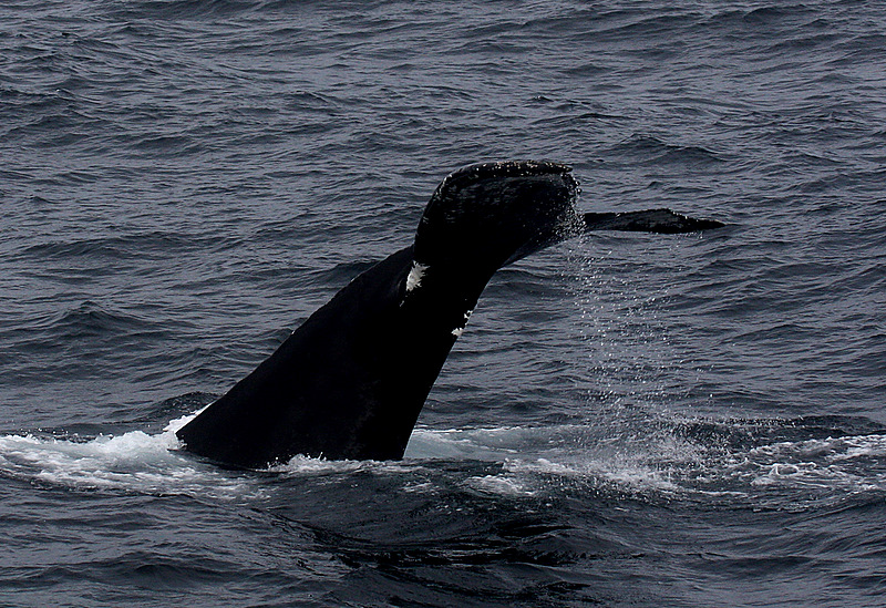 humpback whale