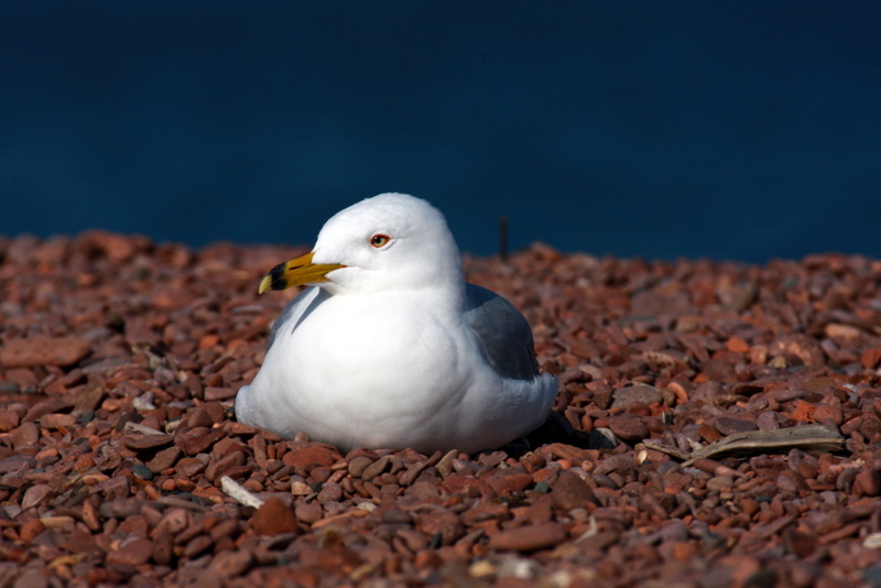 sea gull on Lake Superior