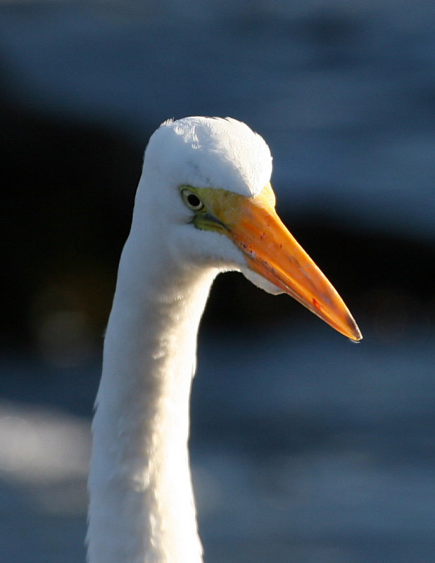 egret 2