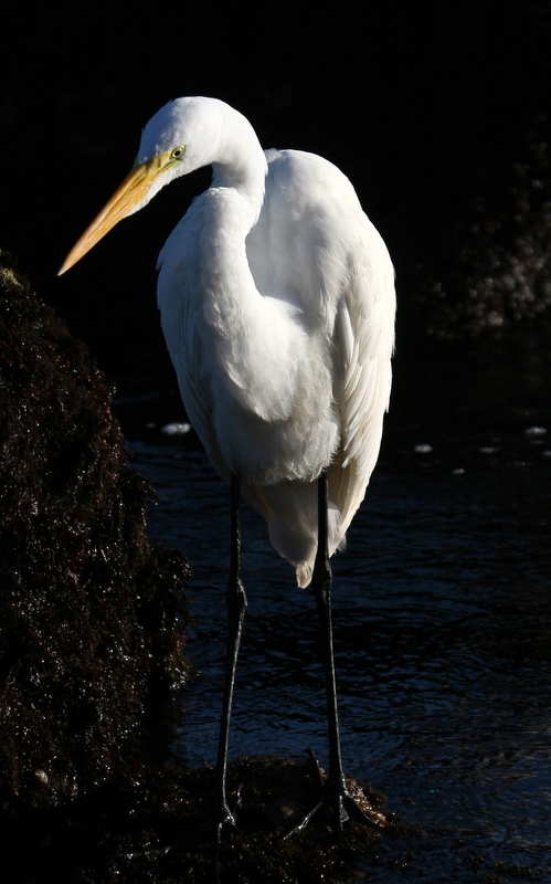 egret 3