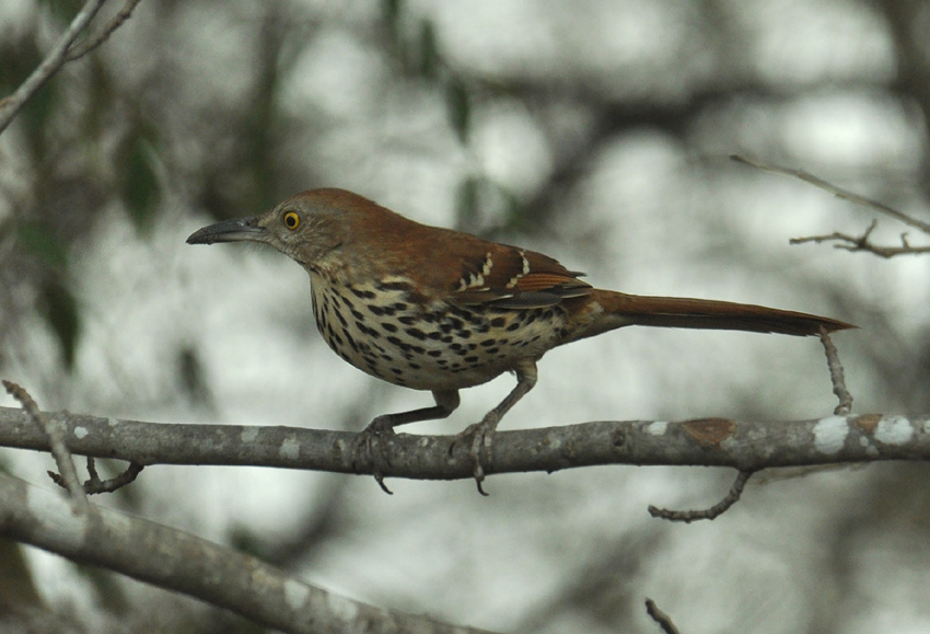 020512BrownThrasher1a.jpg