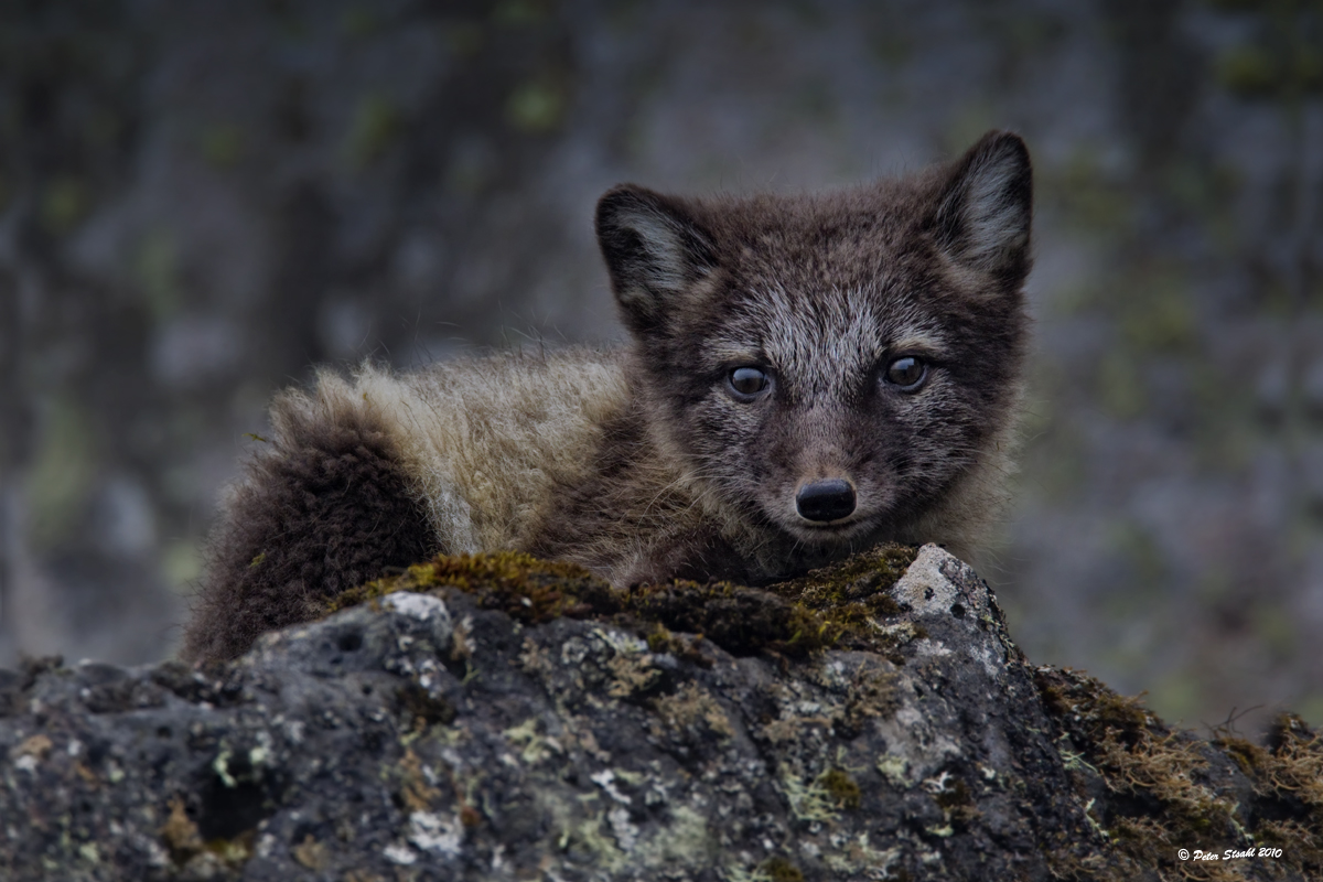 Blue Fox Kit.jpg