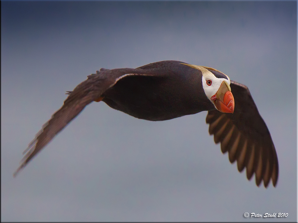 Tufted Puffin flight.jpg
