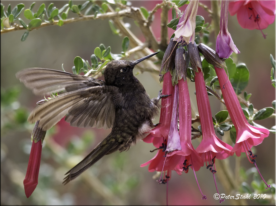 Black Metaltail  Hummer.jpg